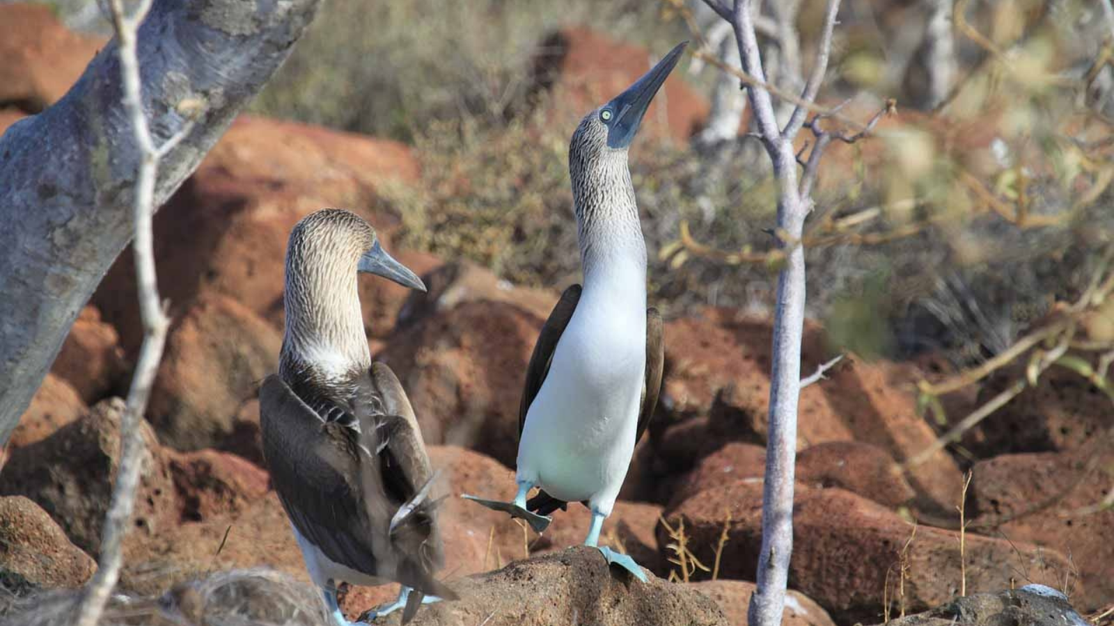 TOUR: PERU – ECUADOR – ĐẢO GALAPAGOS 16 NGÀY