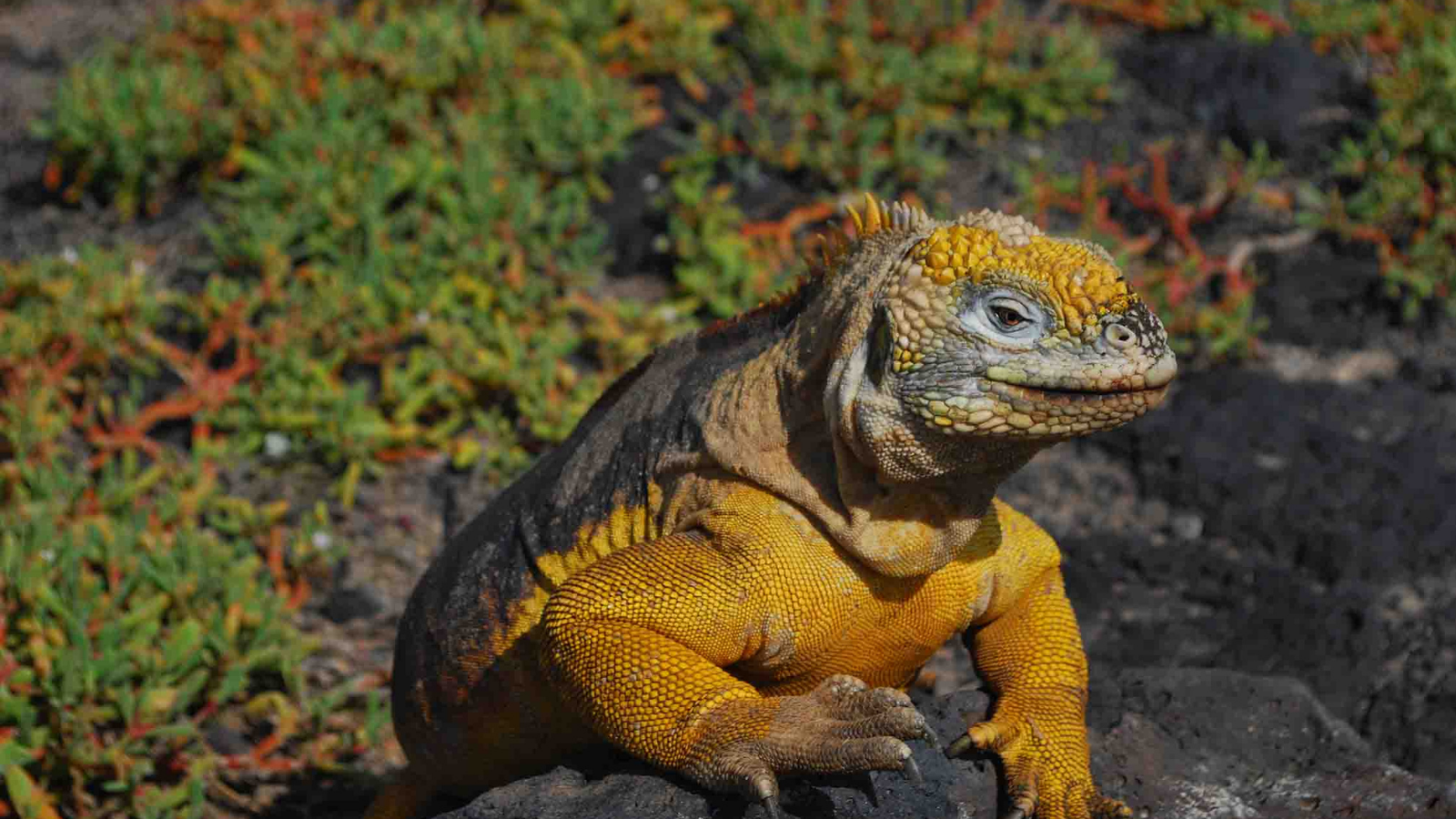 TOUR: PERU – ECUADOR – ĐẢO GALAPAGOS 16 NGÀY