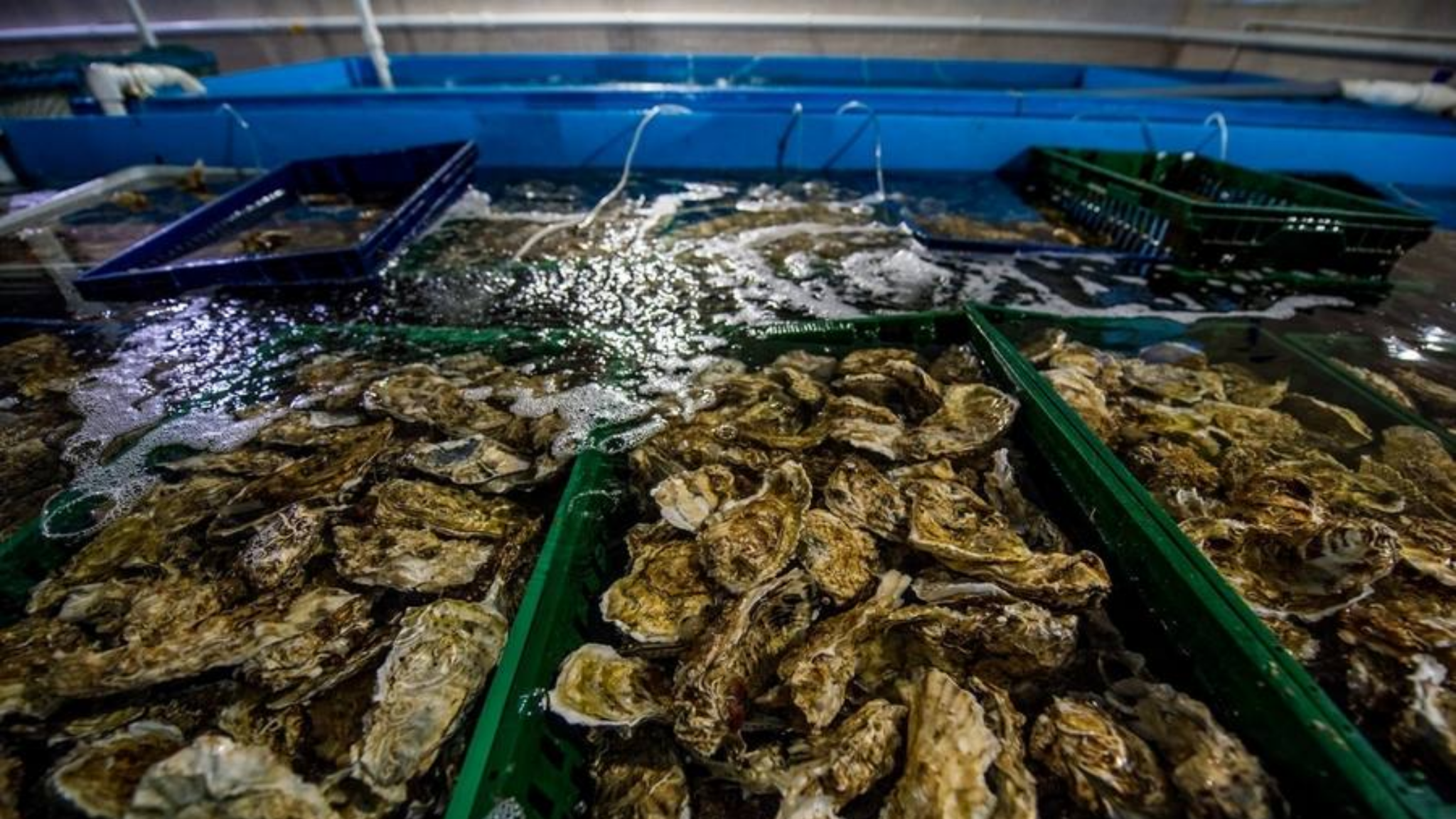 TOUR KAMCHATKA - VLADIVOSTOK - IRKUTSK 12 NGÀY