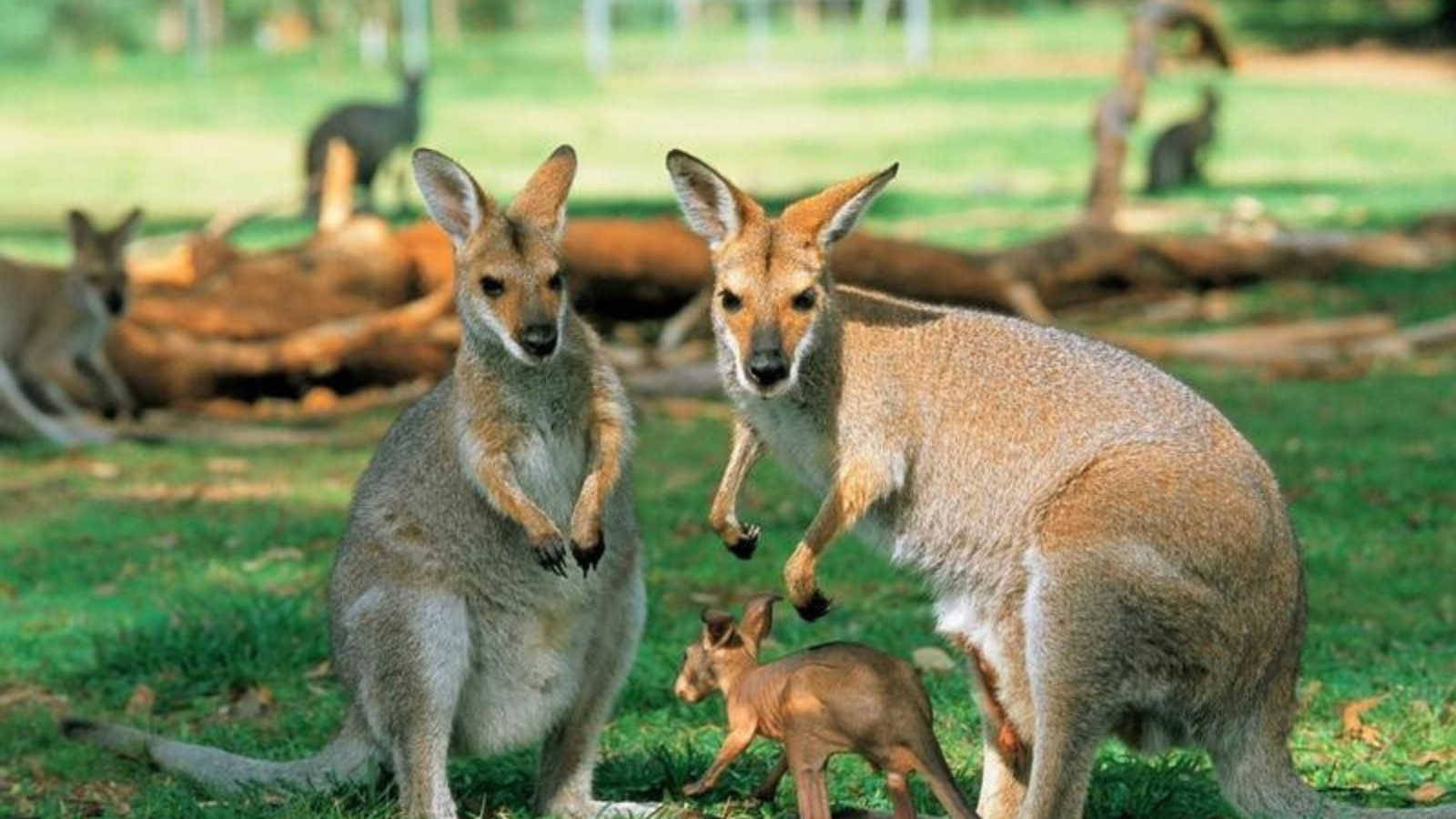 TOUR ÚC: MELBOURNE - CANBERRA– SYDNEY