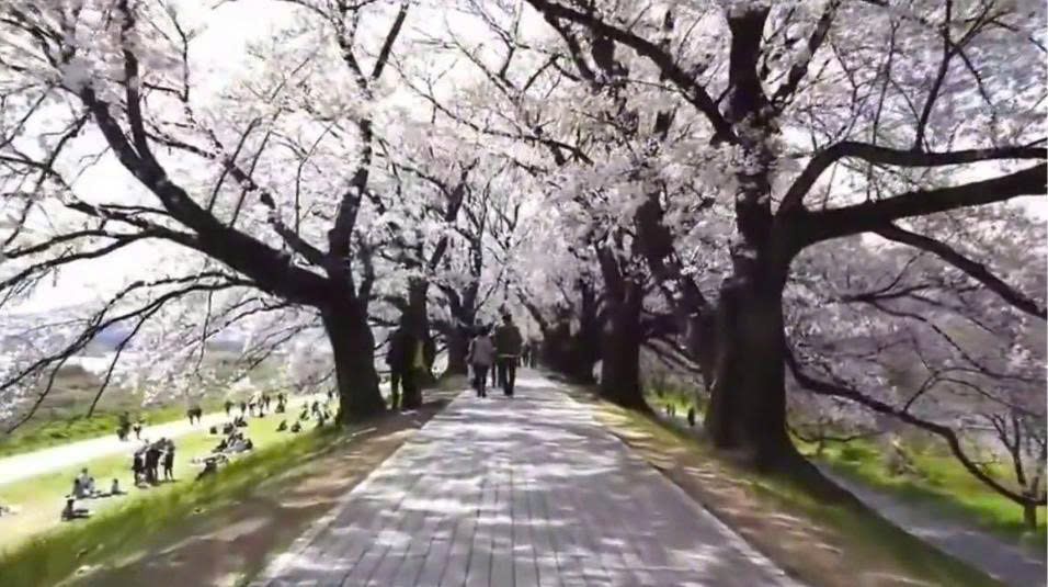 TOUR NHẬT BẢN: MÙA XUÂN ASAHI FUNAKAWA