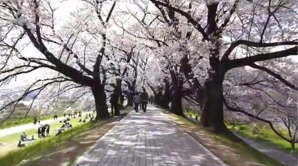 TOUR NHẬT BẢN: HÀNH TRÌNH VÀNG NGẮM HOA ANH ĐÀO ĐẸP NHẤT 2026