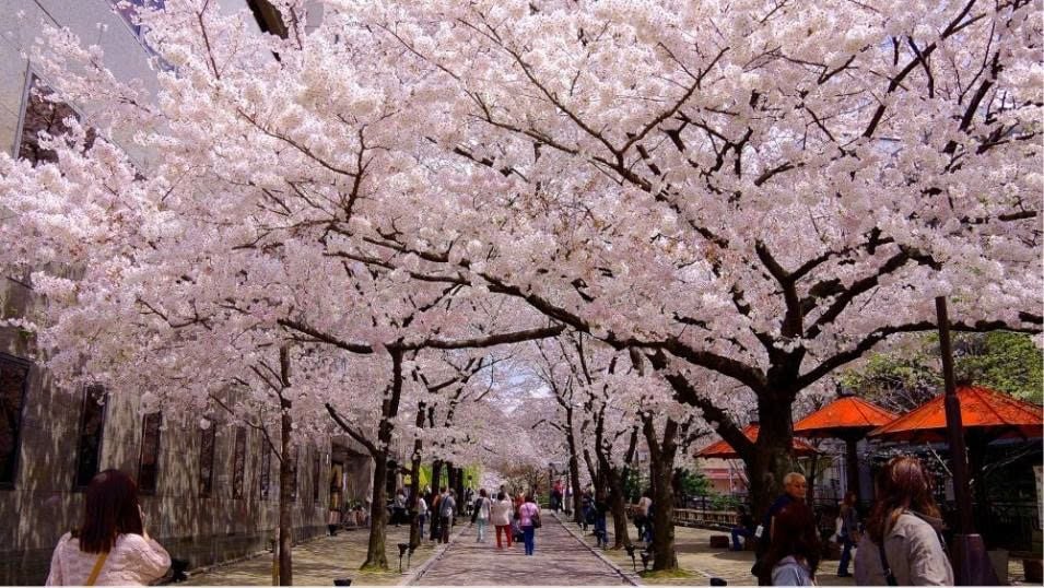 TOUR NHẬT BẢN: CUNG ĐƯỜNG LÀNG CỔ SHIRAKAWAGO