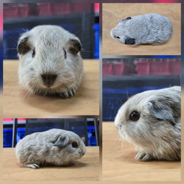 Chuột Cali Loại 4