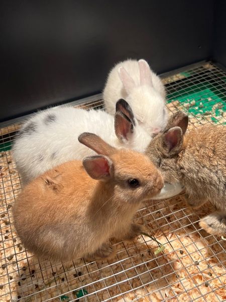 Thỏ Hà Lan Thường
