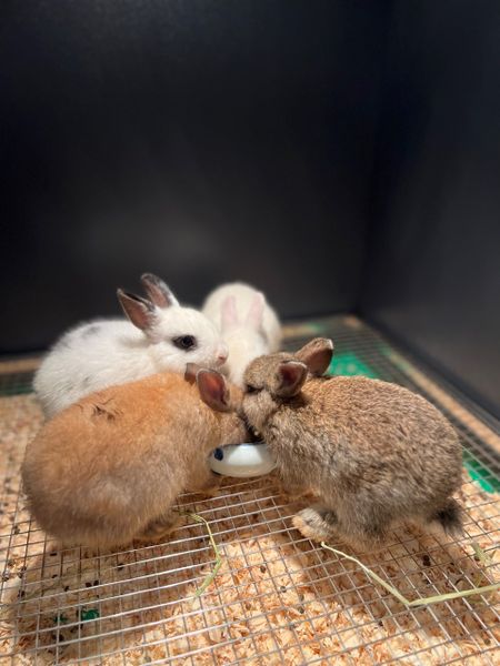 Thỏ Hà Lan Thường