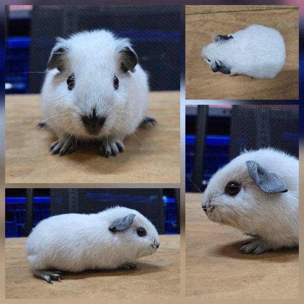 Chuột Cali Loại 2