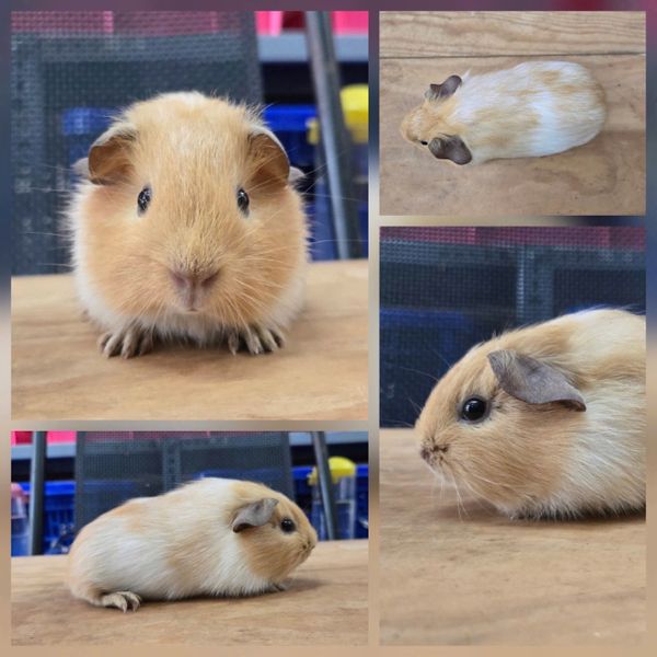 Chuột Cali Loại 2