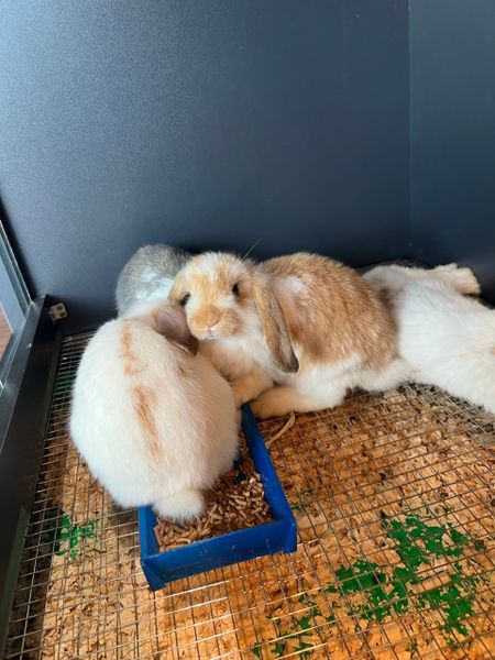 Thỏ Tai Cụp Mililop