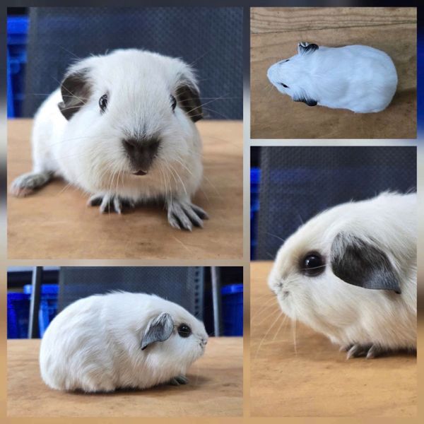 Chuột Cali Loại 2