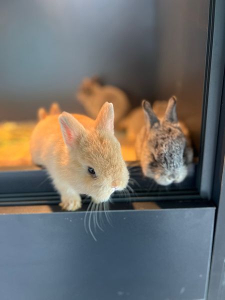 Thỏ Lùn Hà Lan Vàng