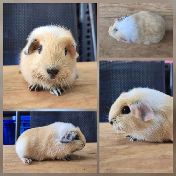 Chuột Cali Loại 2