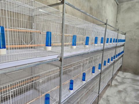 Lồng Chứa Mã 01