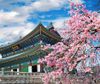 Hà Nội - Hàn Quốc: Busan – Jinhae - Du Thuyền 5*-  Tàu ven biển – Seoul – Sauna – Nami – Công viên Yeouido 6N5Đ