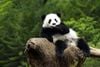 Hà Nội - Thành Đô - Trùng Khánh - Cửu Trại Câu 6N5D Sichuan Airlines