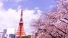 Hà Nội - Nhật Bản: Tokyo - Núi Phú Sĩ - Kyoto - Osaka 6N5Đ VNA