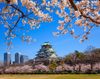 Hà Nội - Nhật Bản: Tokyo - Phú Sĩ - Kyoto - Osaka 6N5Đ