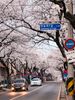 Tour Hàn Quốc mùa hoa anh đào: Hà Nội - Seoul - Nami - Hái dâu -  Everland 5N4D Tháng 03, 4/2026