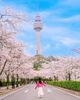 Tour Hàn Quốc mùa hoa anh đào: Hà Nội - Seoul - Nami - Hái dâu -  Everland 5N4D Tháng 03, 4/2026