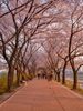 Tour Hàn Quốc mùa hoa anh đào: Hà Nội - Seoul - Nami - Hái dâu -  Everland 5N4D Tháng 03, 4/2026