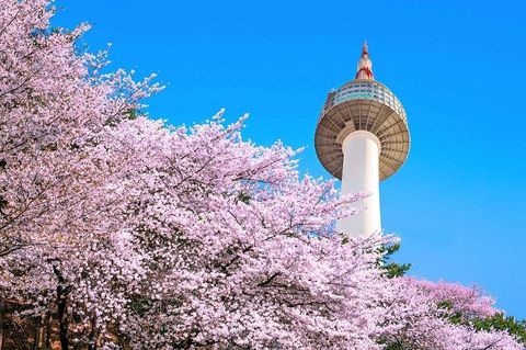 Tour Hàn Quốc mùa hoa anh đào: Hà Nội - Seoul - Nami - Hái dâu -  Everland 5N4D Tháng 03, 4/2026