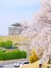 Tour Hàn Quốc mùa hoa anh đào: Hà Nội - Seoul - Nami - Hái dâu -  Everland 5N4D Tháng 03, 4/2026