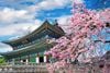 Tour Hàn Quốc mùa hoa anh đào: Hà Nội - Seoul - Nami - Hái dâu -  Everland 5N4D Tháng 03, 4/2026