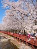 Tour Hàn Quốc mùa hoa anh đào: Hà Nội - Seoul - Nami - Hái dâu -  Everland 5N4D Tháng 03, 4/2026