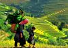 HANOI - SAPA 河內 – 沙壩  3天2夜