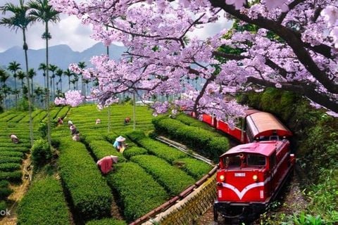 Hà Nội - Đài Loan 5N4Đ: Đài Nam - Alishan - Đài Trung - Đài Bắc Vietjet Air Mùng 1 Tết