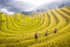 6-Day Northern Vietnam Tour: Sapa, Hanoi, Ha Long & Ninh Binh Exploration - M Gallery Sapa (SPH6A)