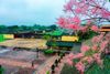 Danang - Hue City 1 Day Tour (HUI1A)