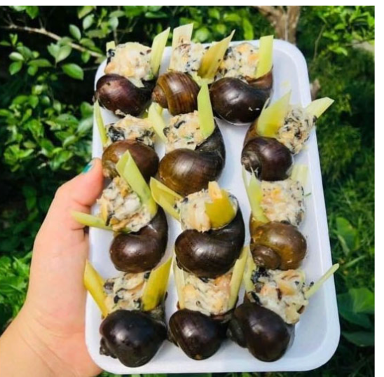 oc nhoi vi 12 con 20 vi