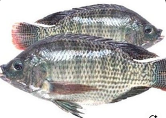 Cá Rô Phi