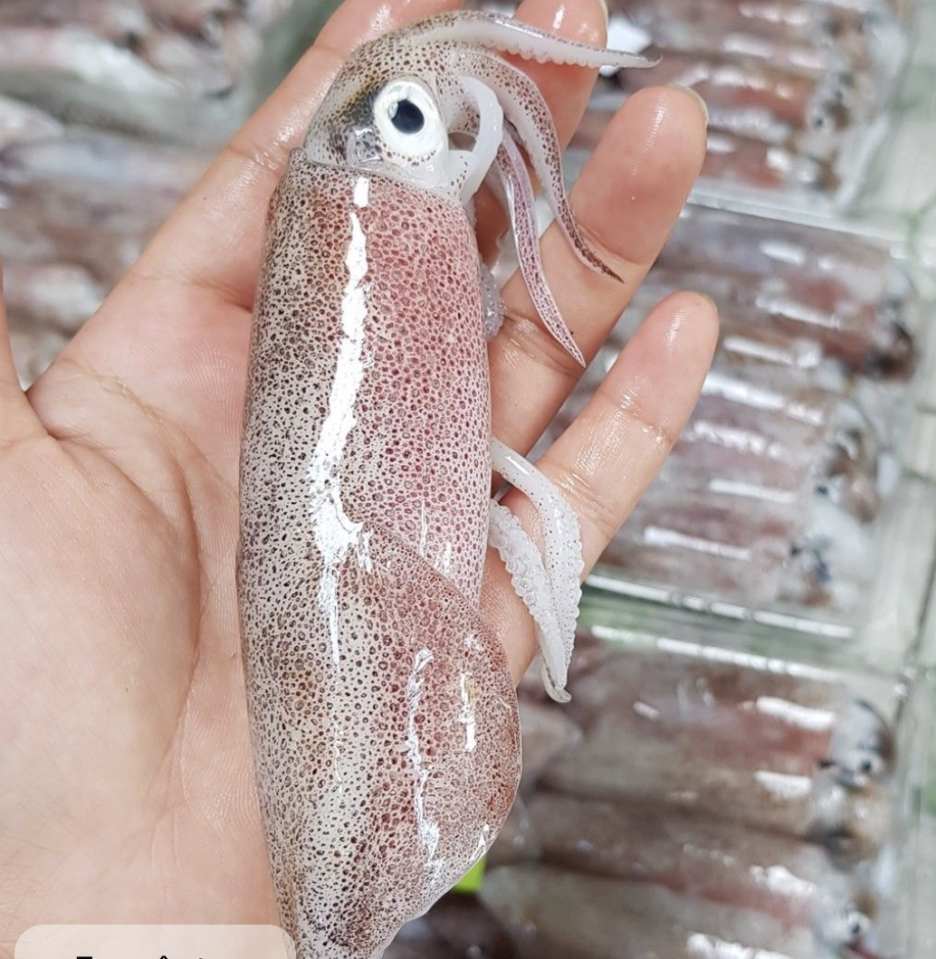 Mực Trứng
