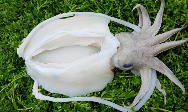 Mực nang làm sạch 1-2kg