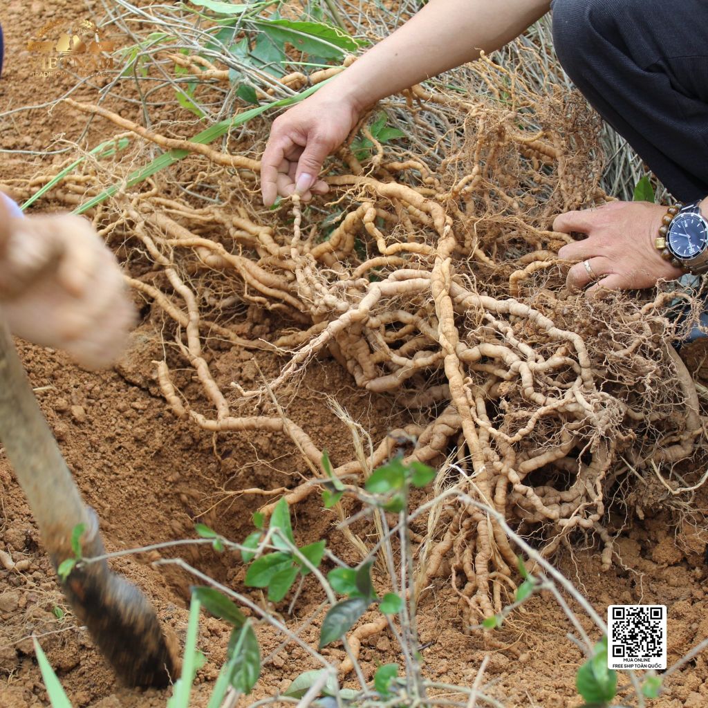 Rượu Ba Kích Quảng Ninh Zenis Thùng 6 Chai - Rượu Ba Kích Tím Thượng Hạng
