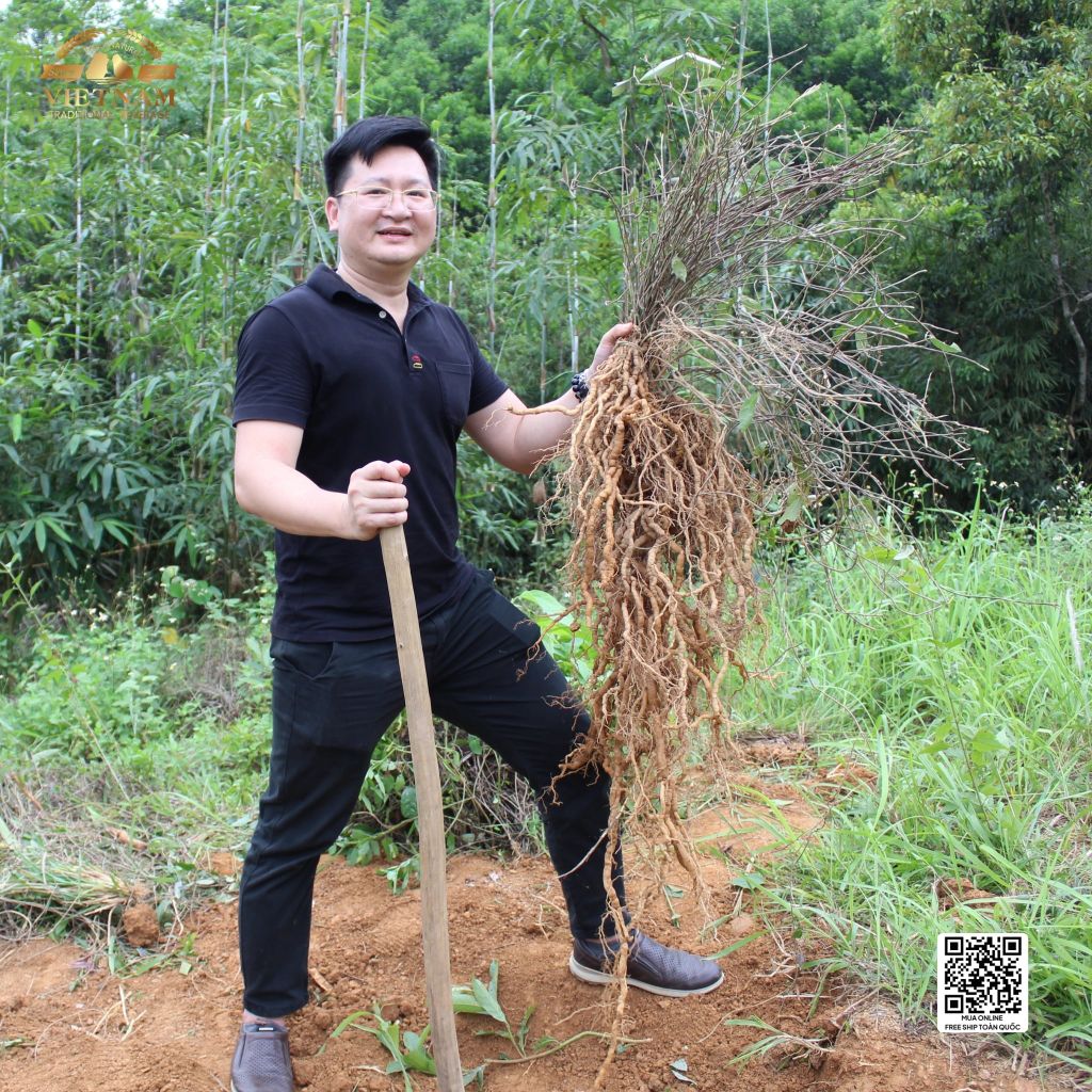 Rượu Ba Kích Quảng Ninh Zenis Thùng 6 Chai - Rượu Ba Kích Tím Thượng Hạng
