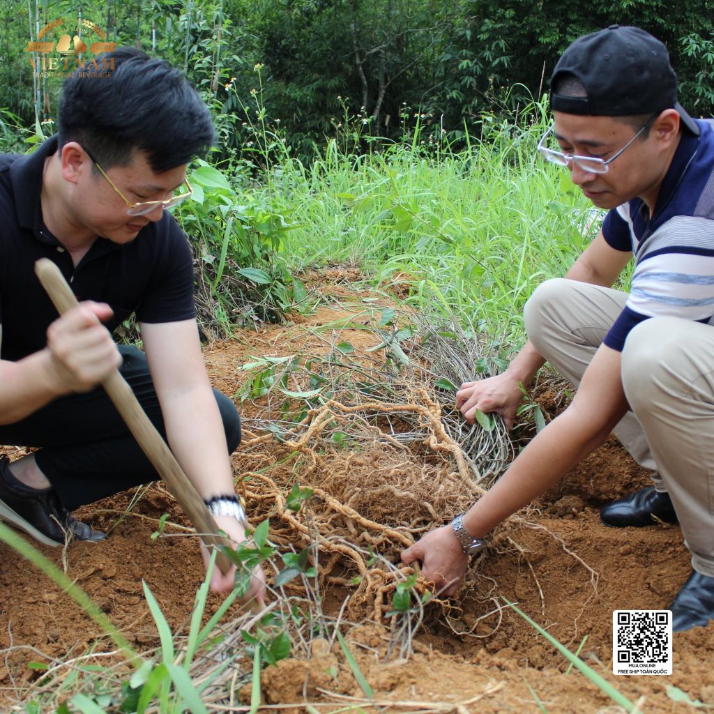 Rượu Ba Kích Quảng Ninh Zenis Thùng 6 Chai - Rượu Ba Kích Tím Thượng Hạng