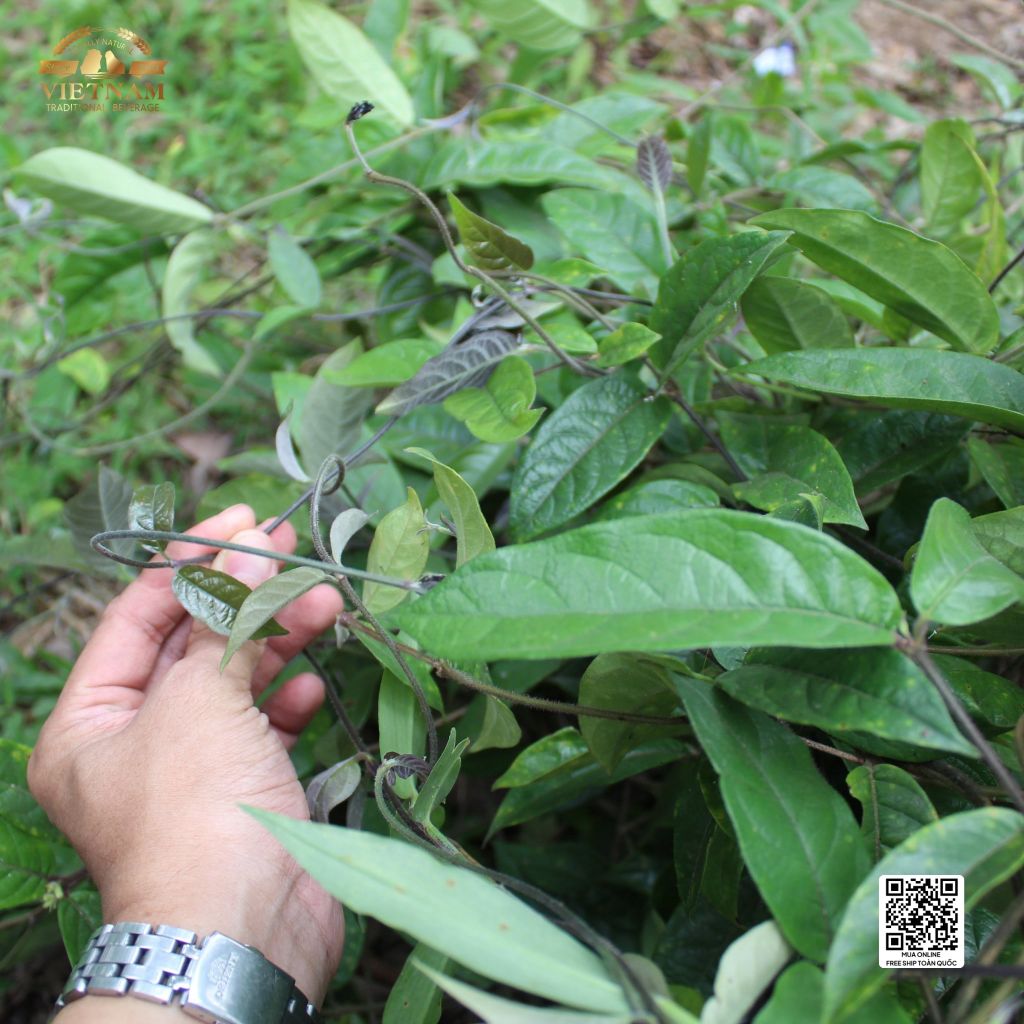 Rượu Ba Kích Quảng Ninh Zenis Thùng 6 Chai - Rượu Ba Kích Tím Thượng Hạng