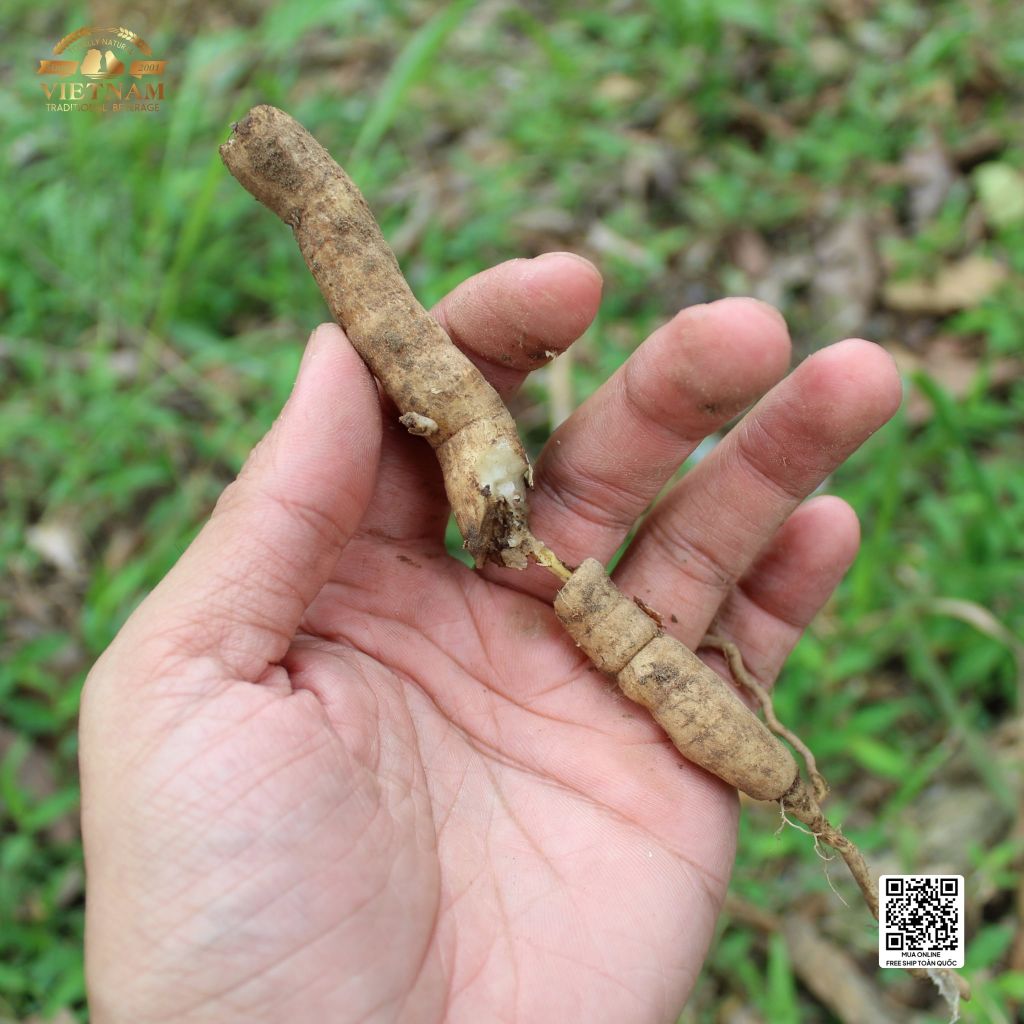 Rượu Ba Kích Quảng Ninh Zenis Thùng 6 Chai - Rượu Ba Kích Tím Thượng Hạng