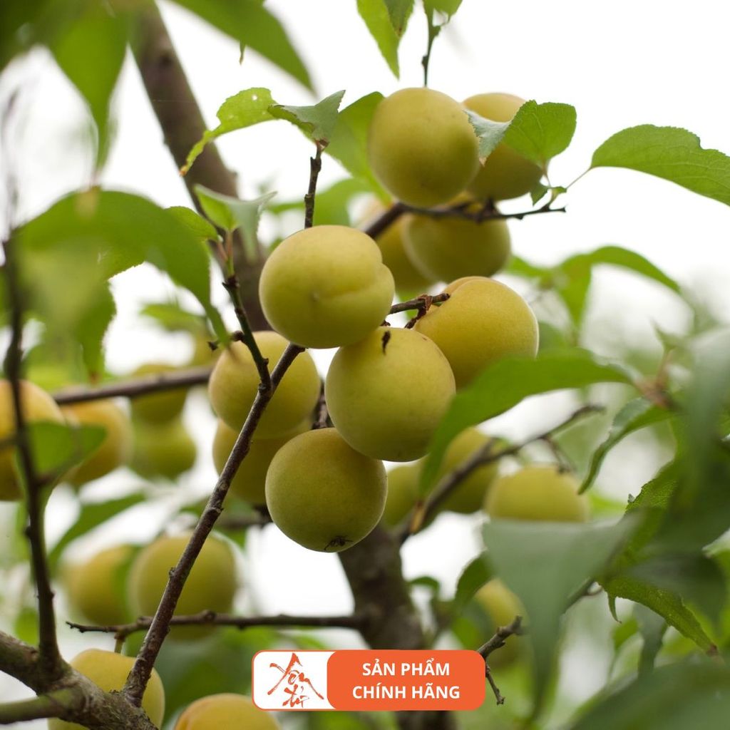 Thùng 12 Chai Rượu Mơ Yên Tử Luxury 500ml