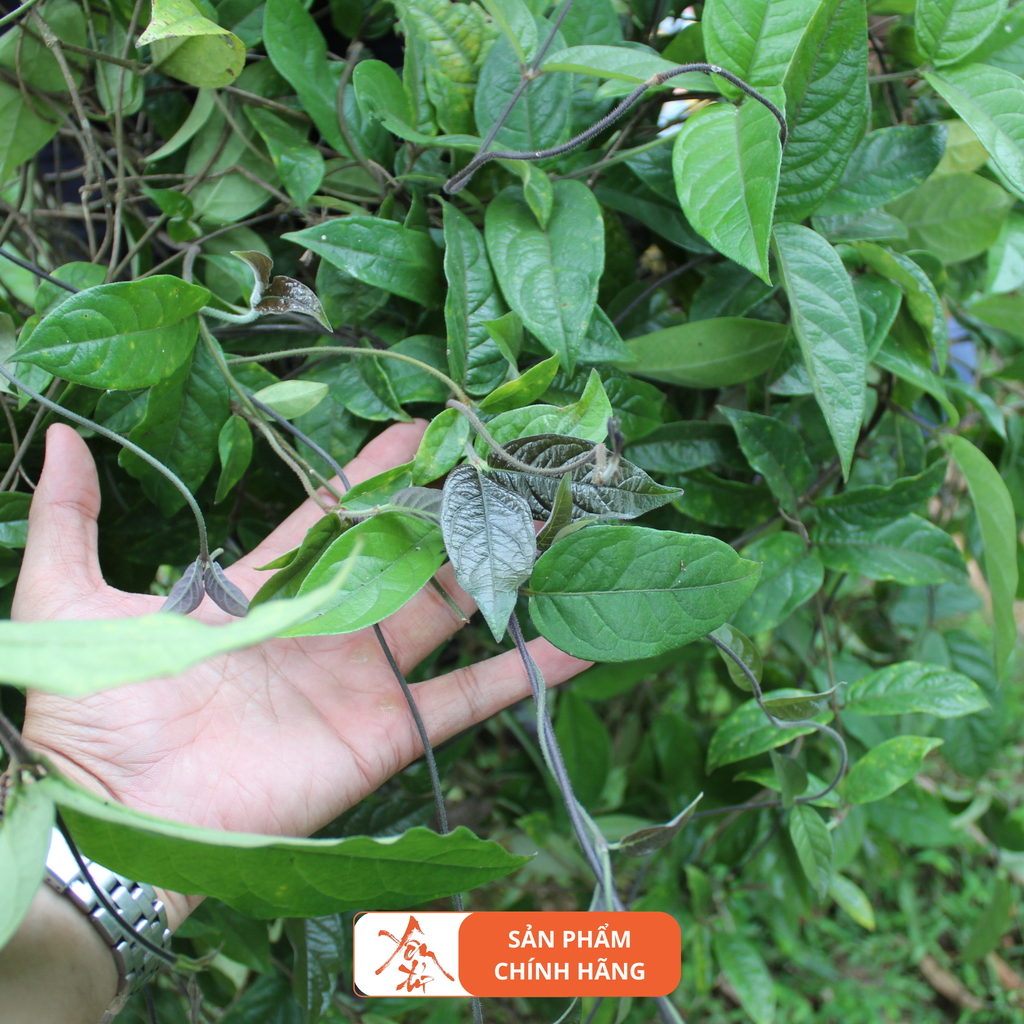 Rượu Ba Kích Yên Tử tl 2L