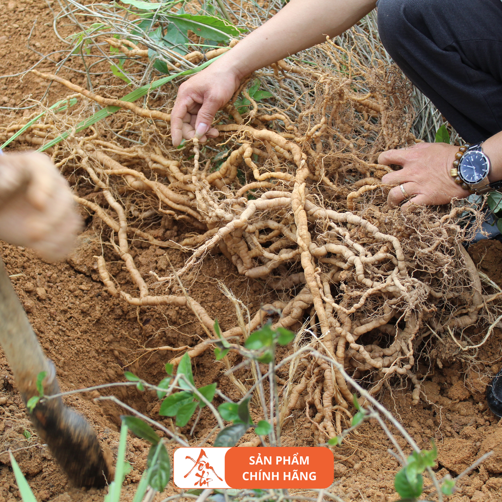 Thùng 6 Can Rượu Ba Kích Yên Tử tl 2L