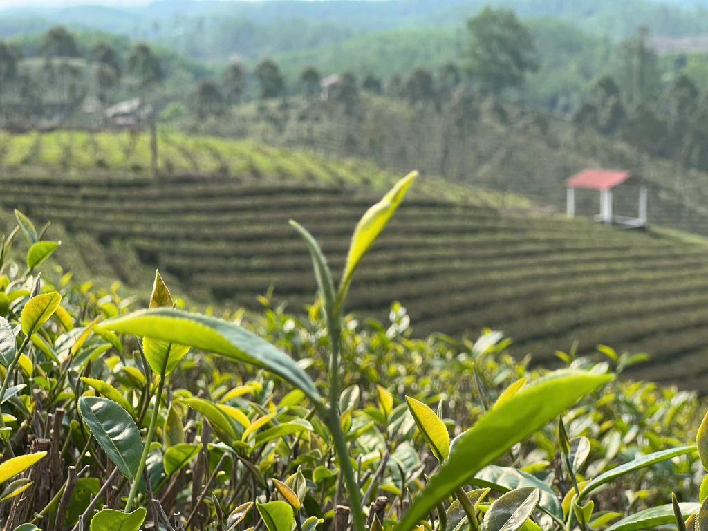 Hương Rừng Vị Biển - Yen Tu Heritage 15.2