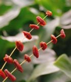  Cóc non sấy dẻo 