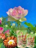  Lạp Xưởng Cá Lóc 