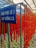  Lạp Xưởng Cá Lóc 