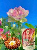  Lạp Xưởng Cua Đồng 