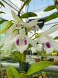  Cây lan phi điệp nuôi cấy mô 